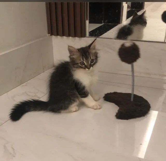 Filhote de Gato Persa Mestiço  - Foto 4