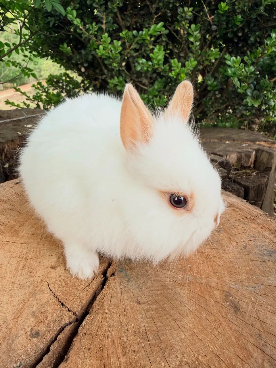 Vendo filhotes de mini laion anão  - Foto 2