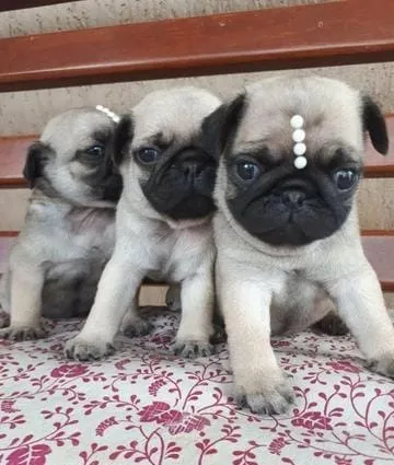 Pug Filhotes Maravilhosos.