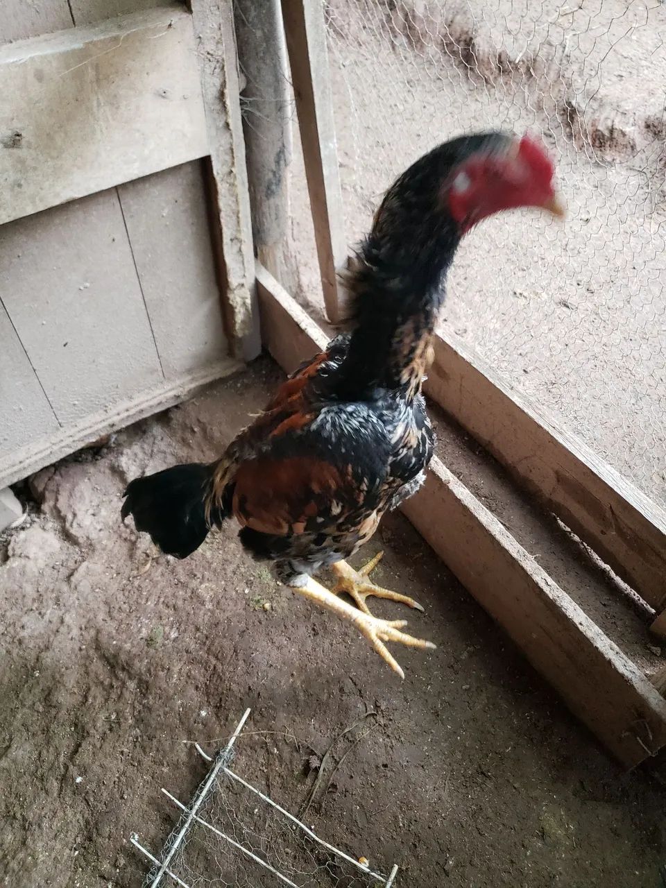 Frango shamo casal  - Foto 5