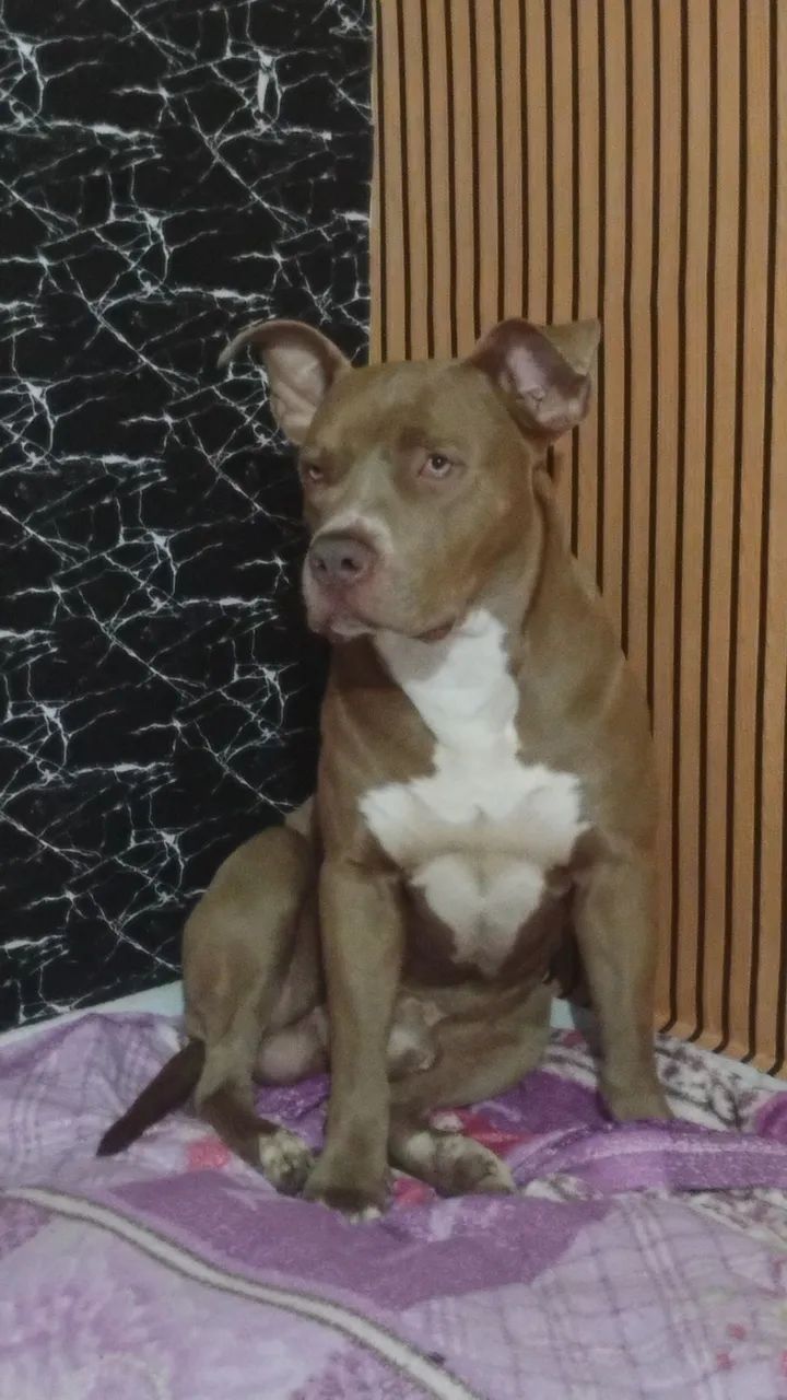 Pitbull macho com 2 anos - Foto 4