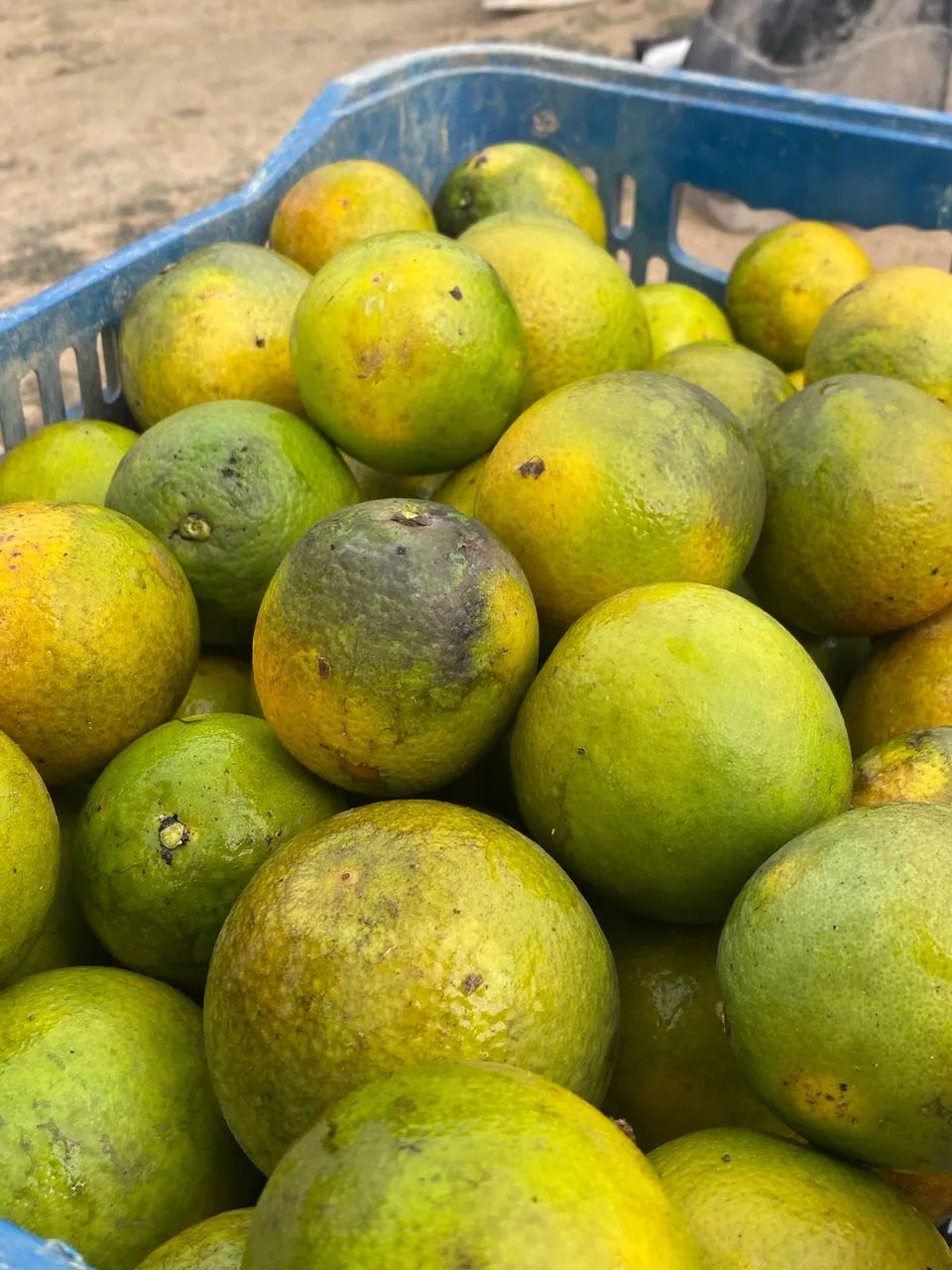 Caixas de Laranja Pera-mel - Foto 3