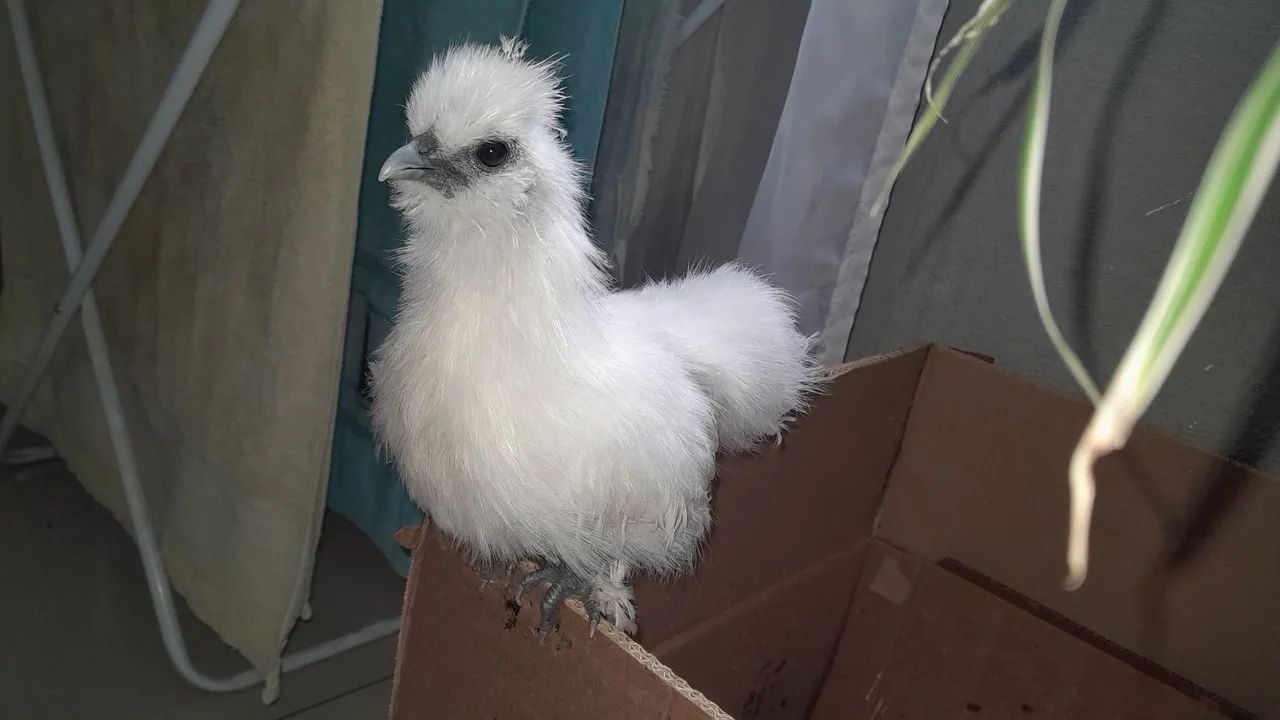 Frango sedoso do Japão  - Foto 3