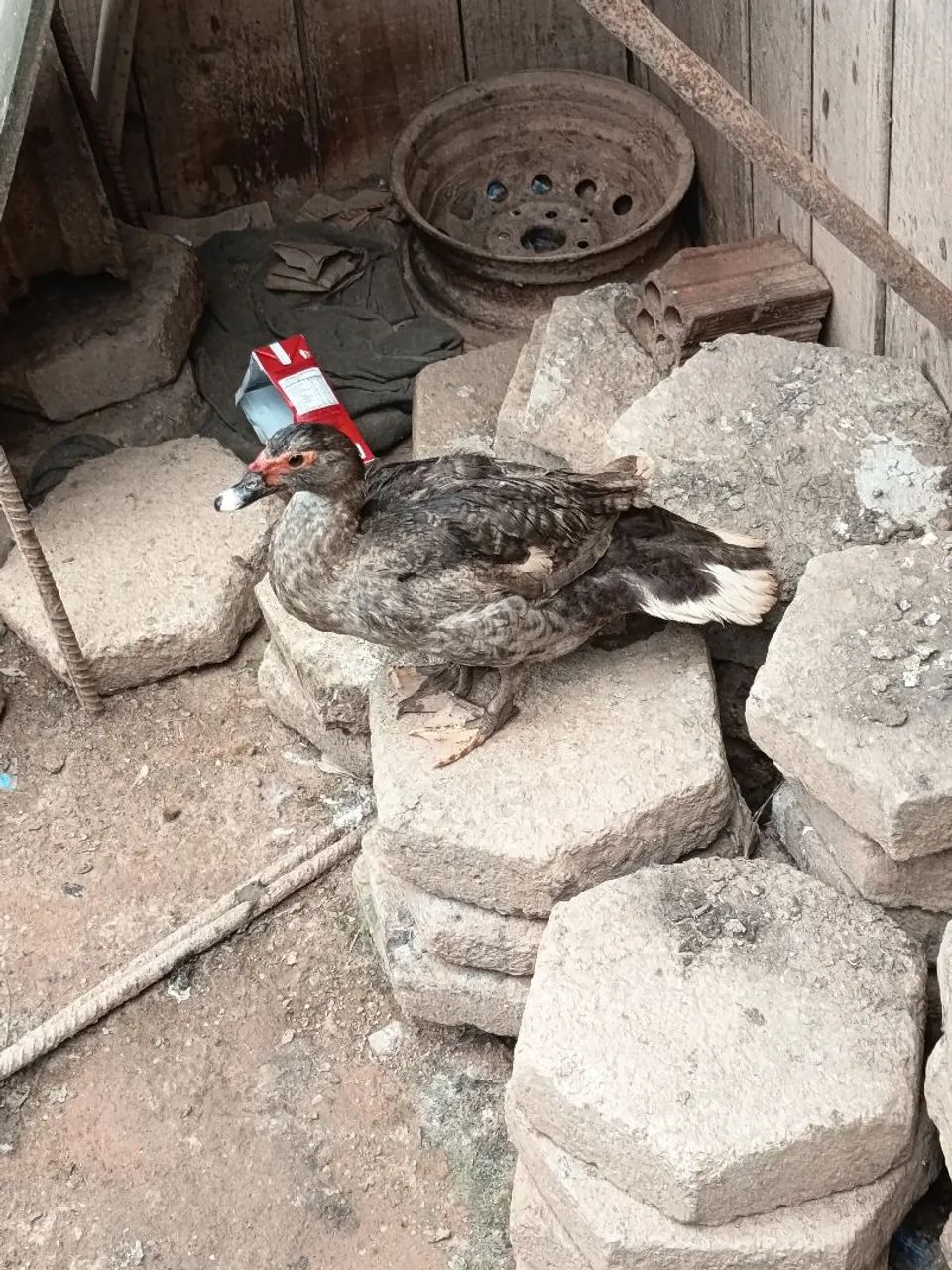 Galos inglês e patos - Foto 2