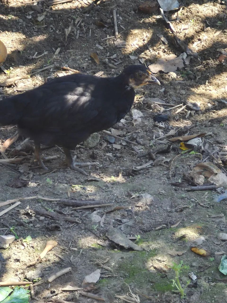 Vendo franguinhos e franguinhas  - Foto 2