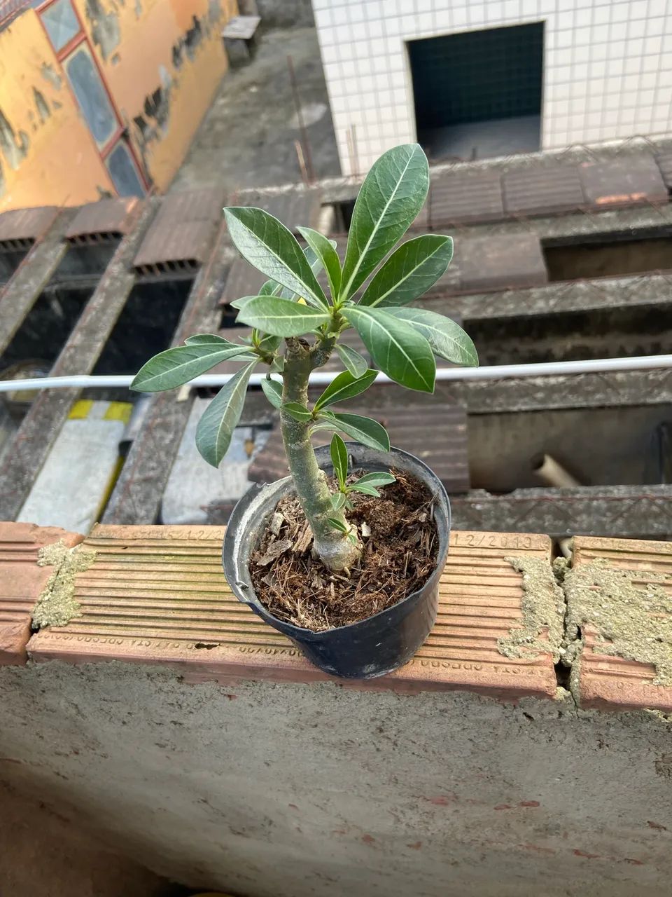 Rosa do deserto  - Foto 2