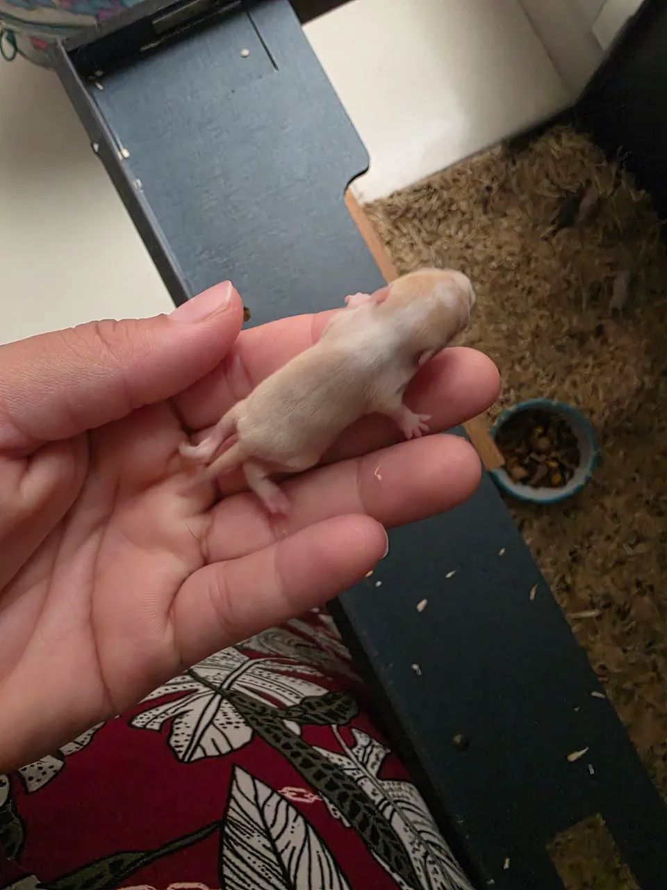 Vendo esquilo da mongolia (Gerbil) - Foto 3