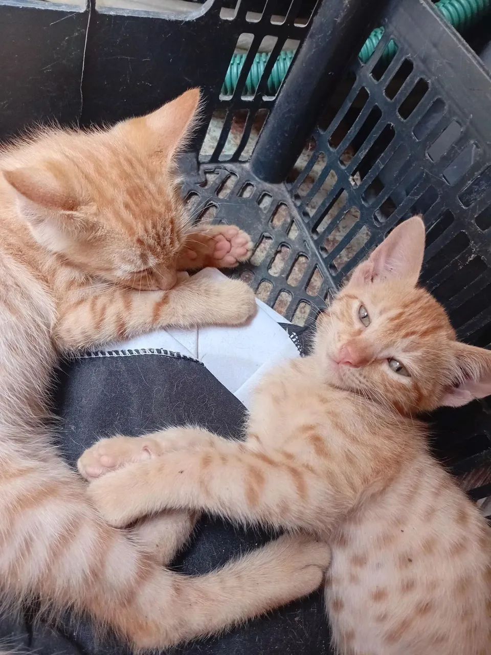 Adote um felinofique feliz e ele mais feliz!!!? - Foto 6