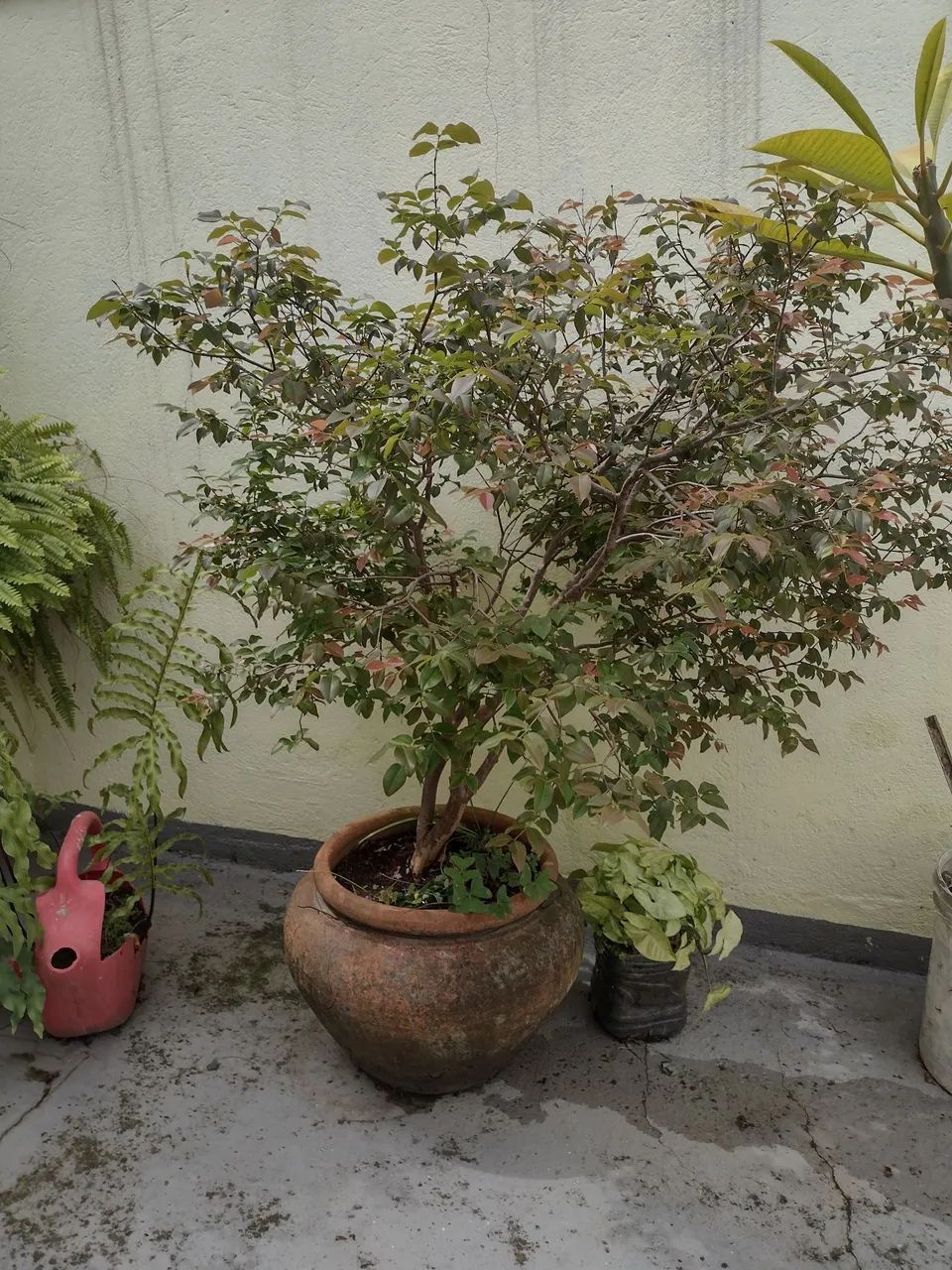 Muda de Jabuticaba Graúda olho de boi - Foto 2