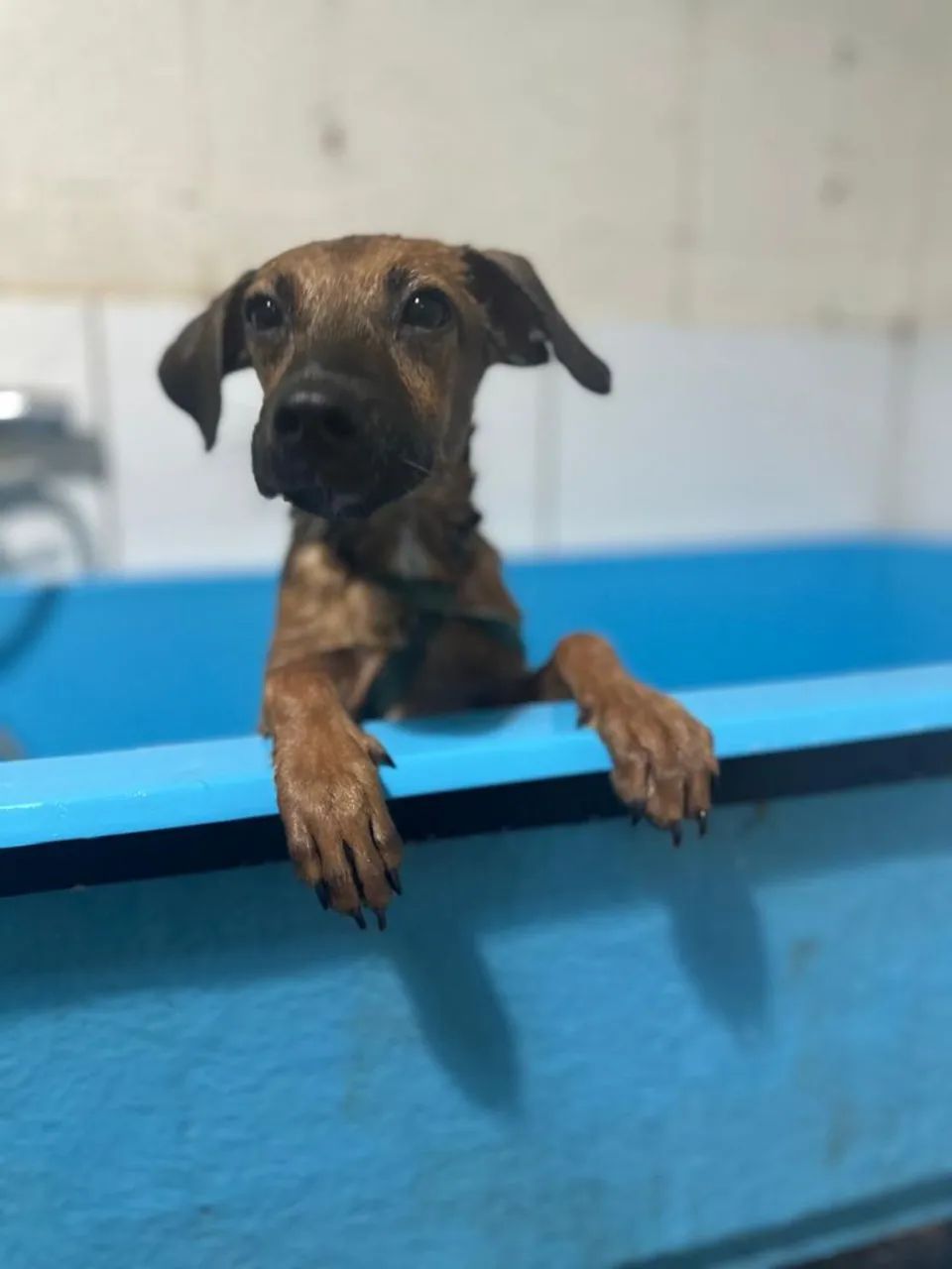 Doa-se cachorro filhote - Foto 2