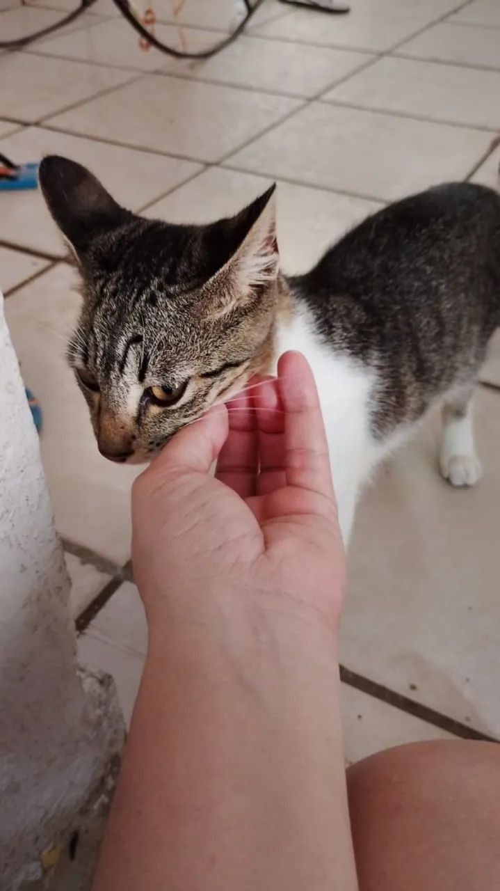 Gato