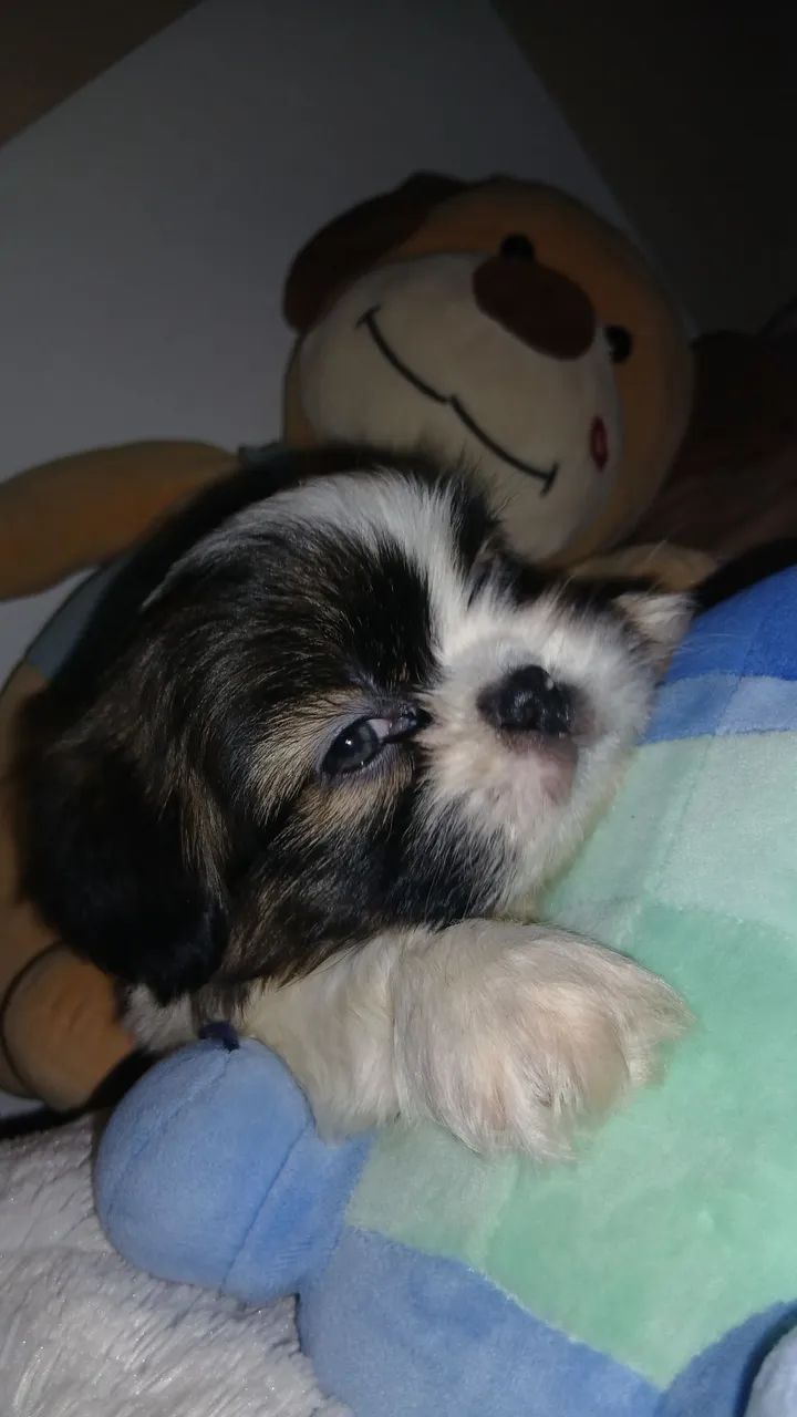 Machinho c/Pedigree  - Foto 2
