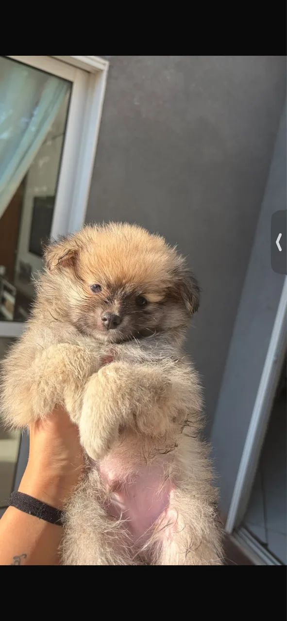 Spitz Alemão - Foto 4