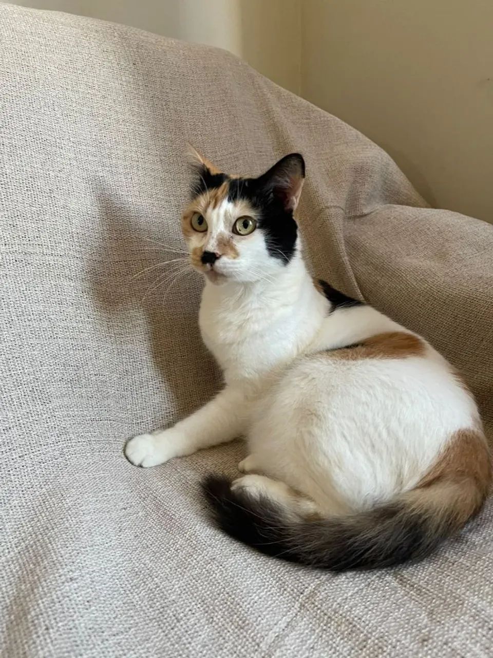 Gatinha para adoção 