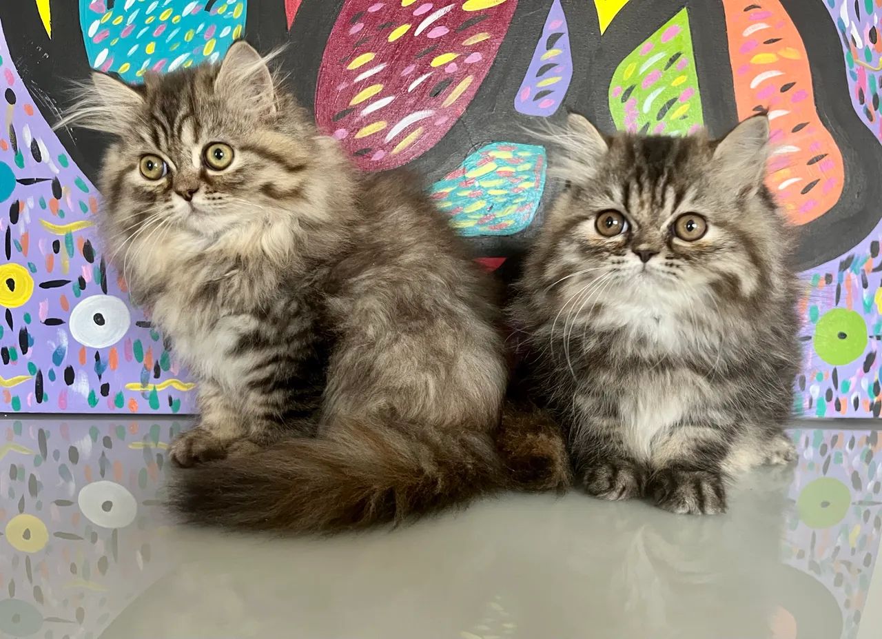 Gatinha Persa - Foto 6