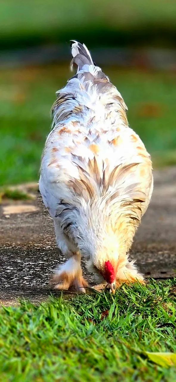 Galo da genetica de ovos verdes. - Foto 6