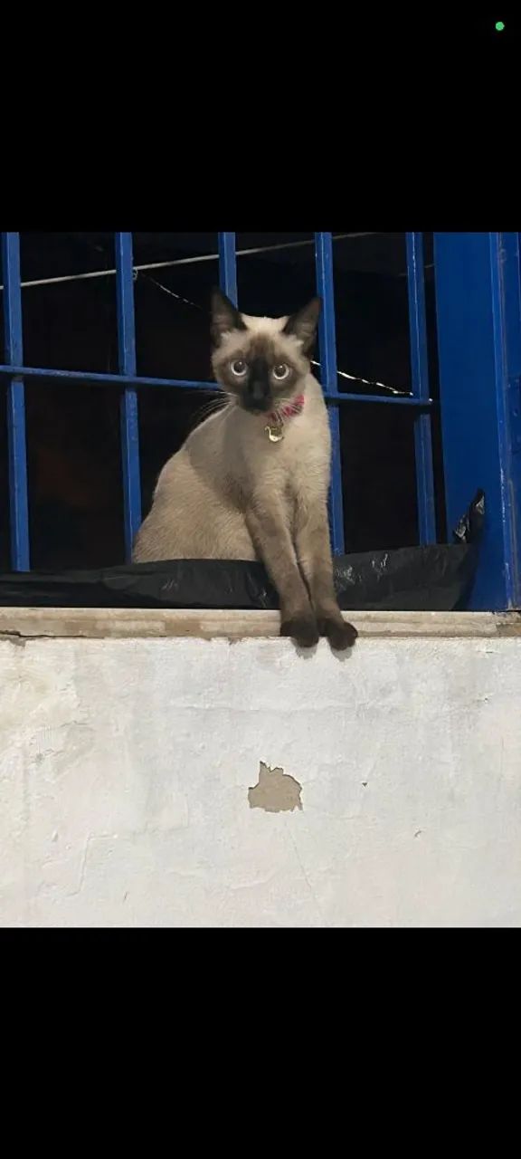 Gata pra adoção  - Foto 2