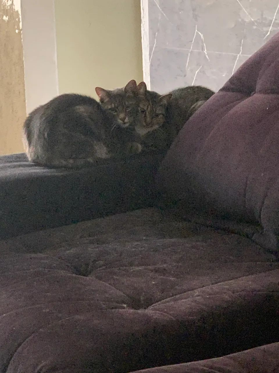 DOAÇÃO DE GATO DUPLA - Foto 3