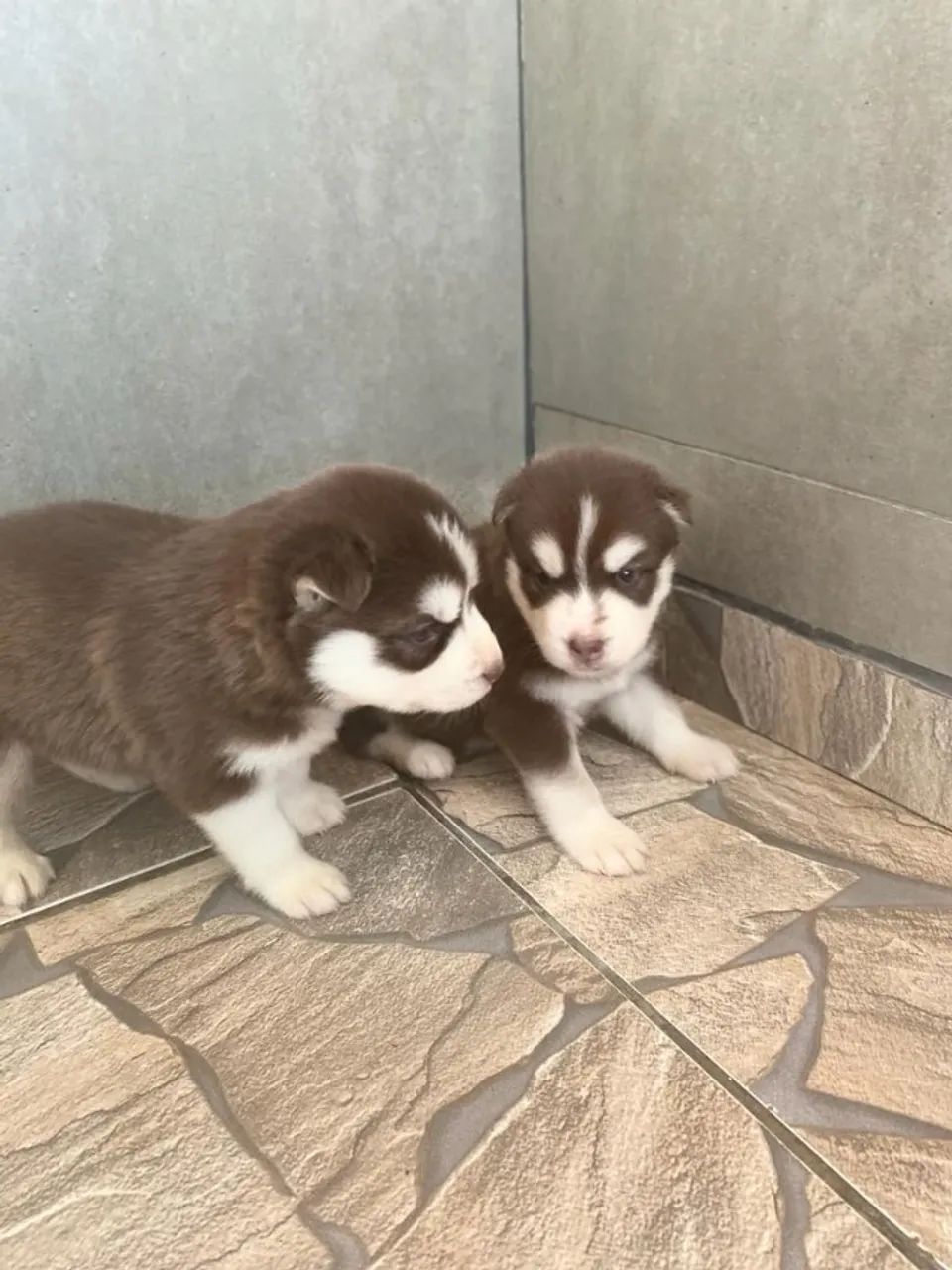 Husky siberiano com excelente linhagem 