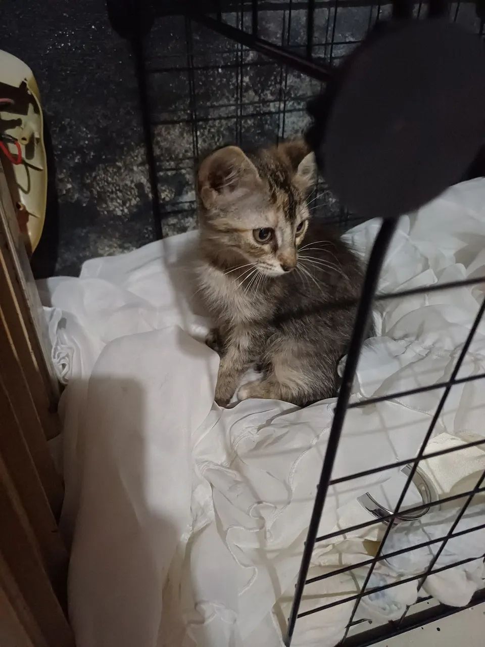 Doa-se gatinhos  - Foto 3