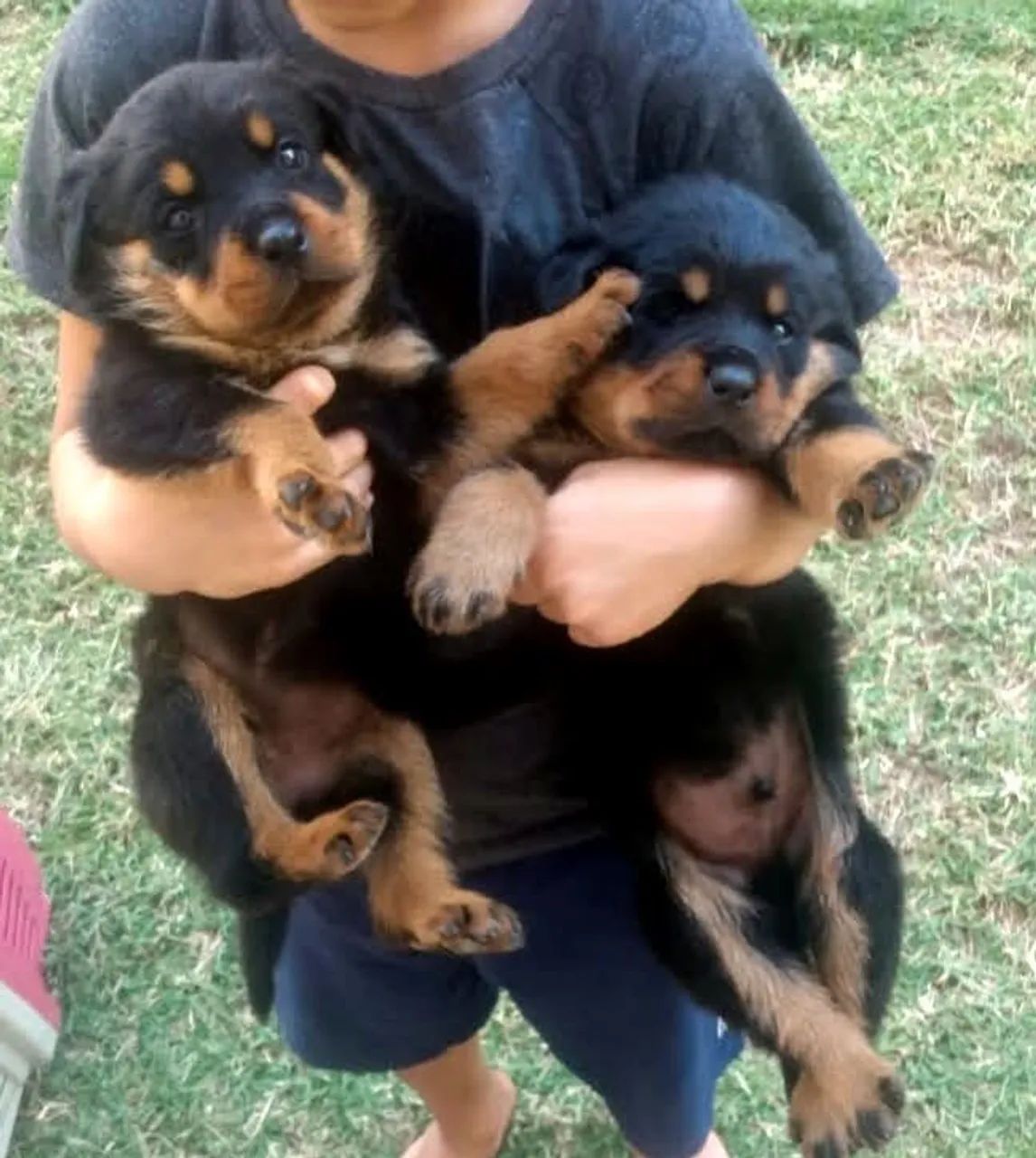 Rottweiler alemão  - Foto 2