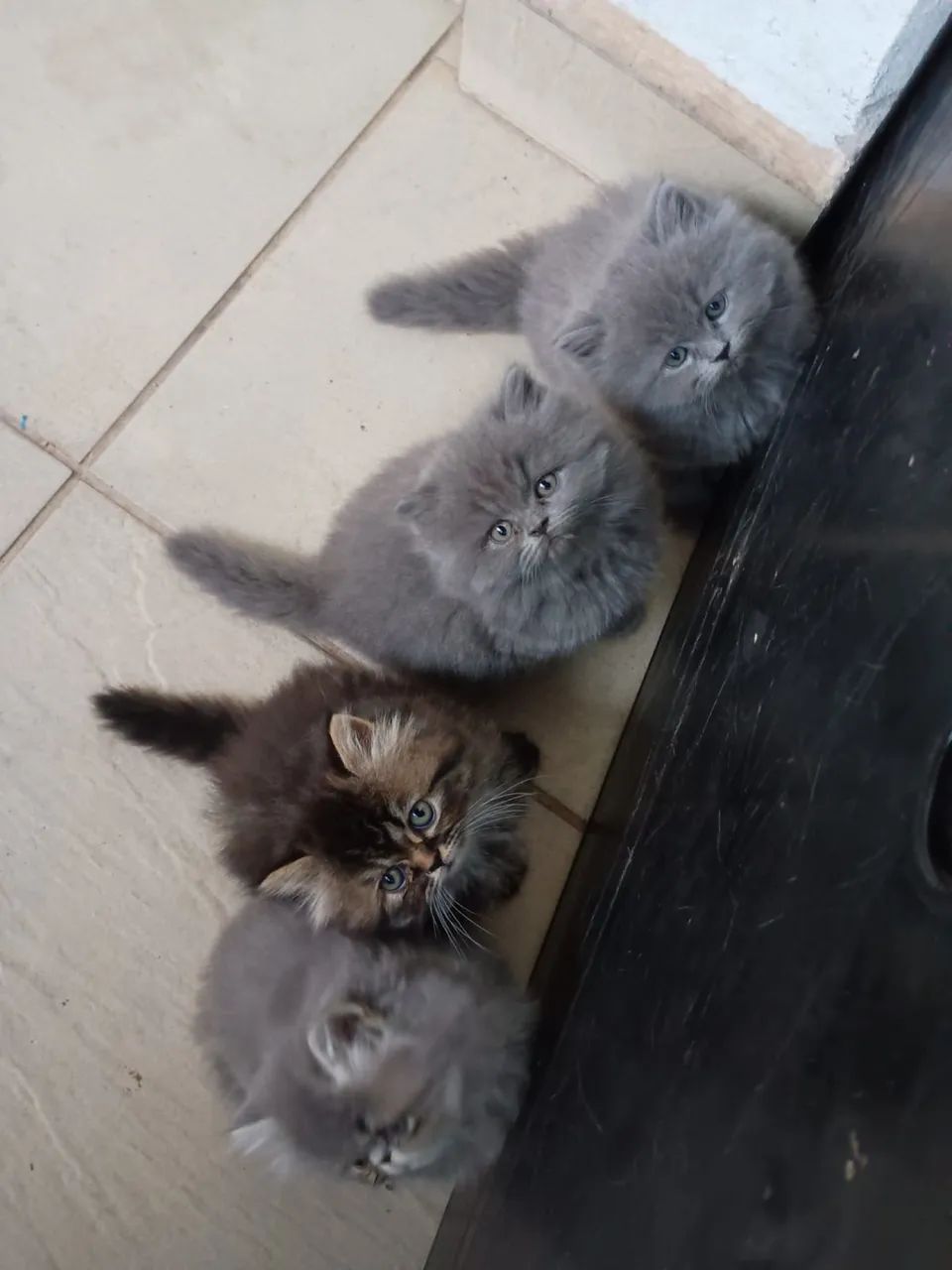 Persa Filhotes Raça Pura  - Foto 3