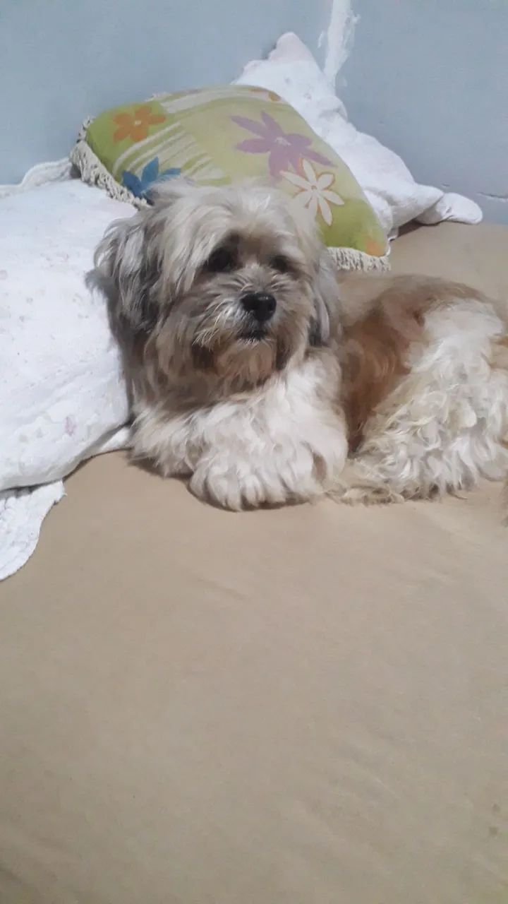 Lhasa Apso