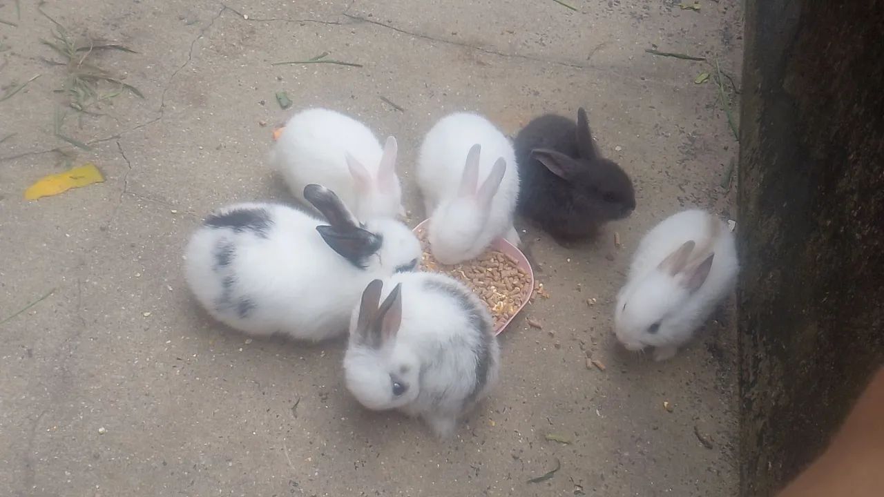 Coelhos 