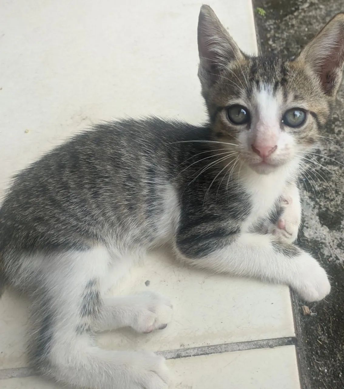 Adoção de gatos - Foto 2