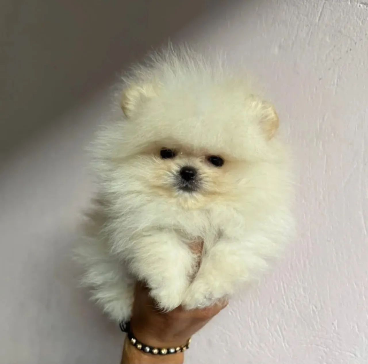 Doando cachorro legítimo 