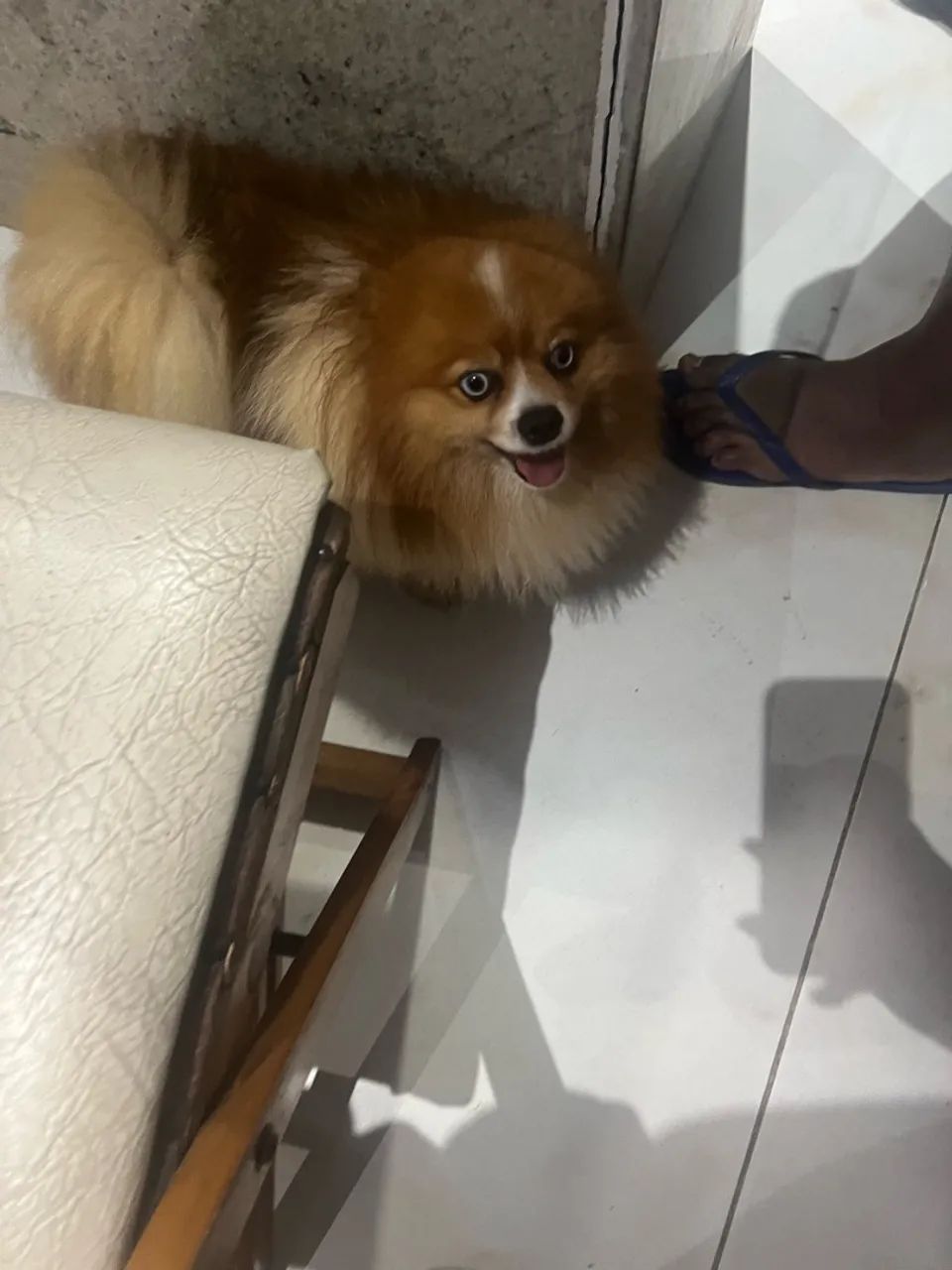 Spitz alemão macho  - Foto 3