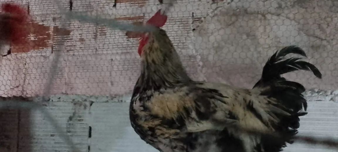Frangos diversas raças