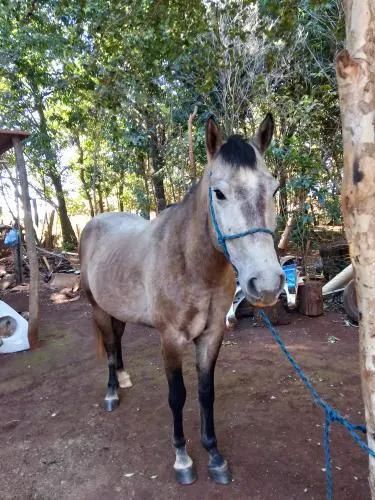 Vendo cavalo QM tordilho  - Foto 3