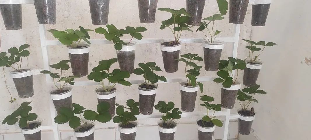 Mudas de Morango - Foto 2
