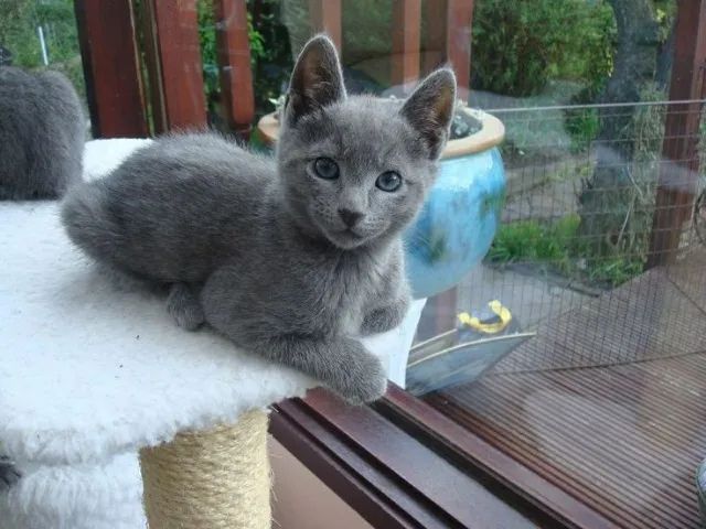 Russian Blue Lindos Filhotes  - Foto 2