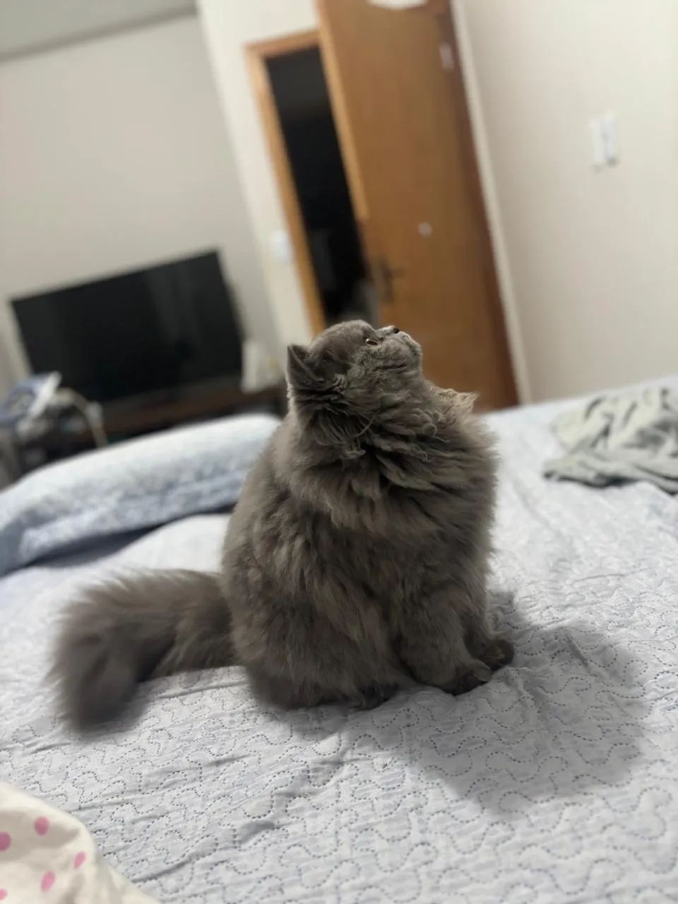 Gato persa  - Foto 4