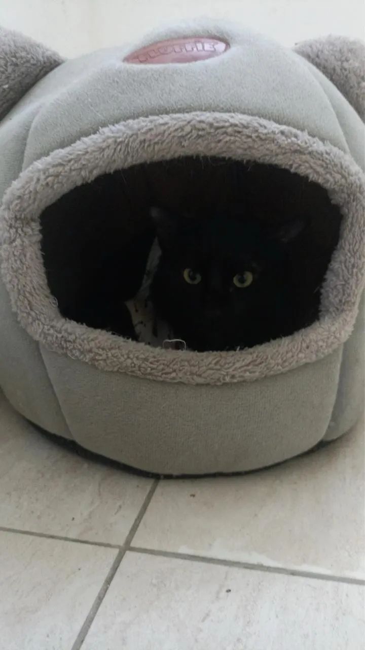 Adoção responsável  - Foto 3