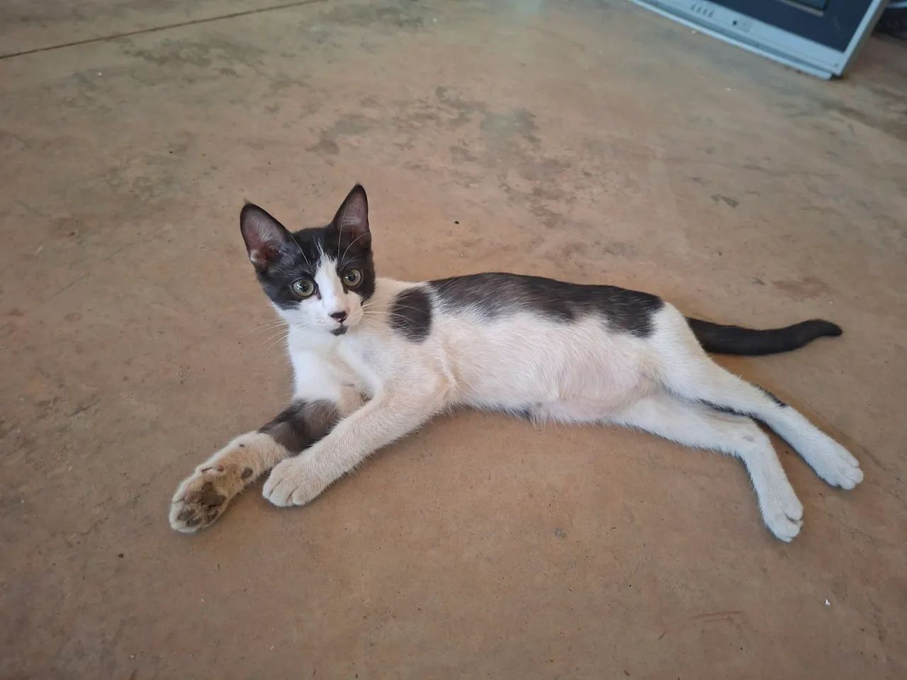 Adote o Luke - Foto 2