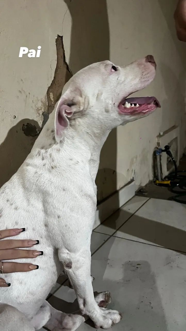 Pitbull  - Foto 4