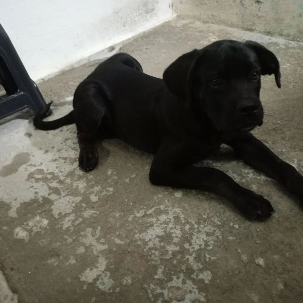 Cachorro cane corso fêmea  - Foto 4
