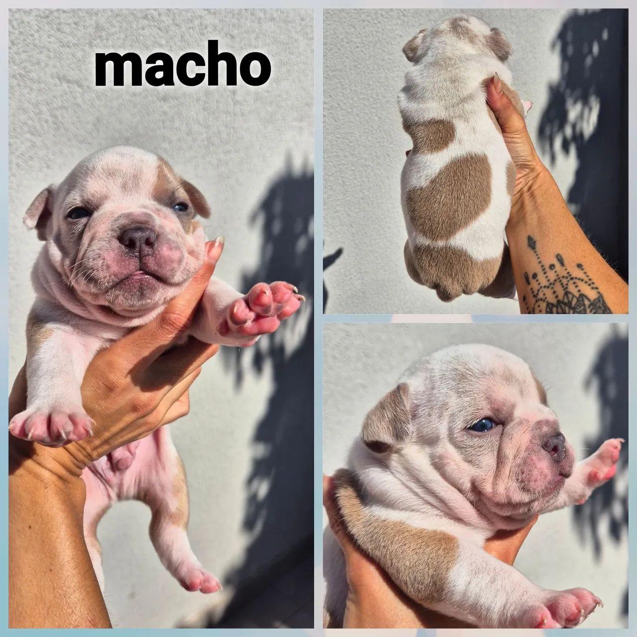Filhotes de american bully - Foto 2