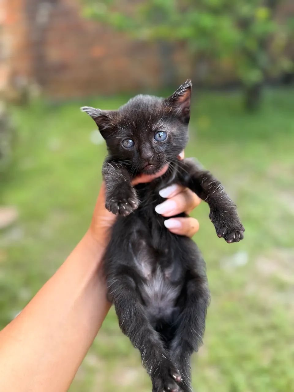 Doação de Gatinhas - Foto 4