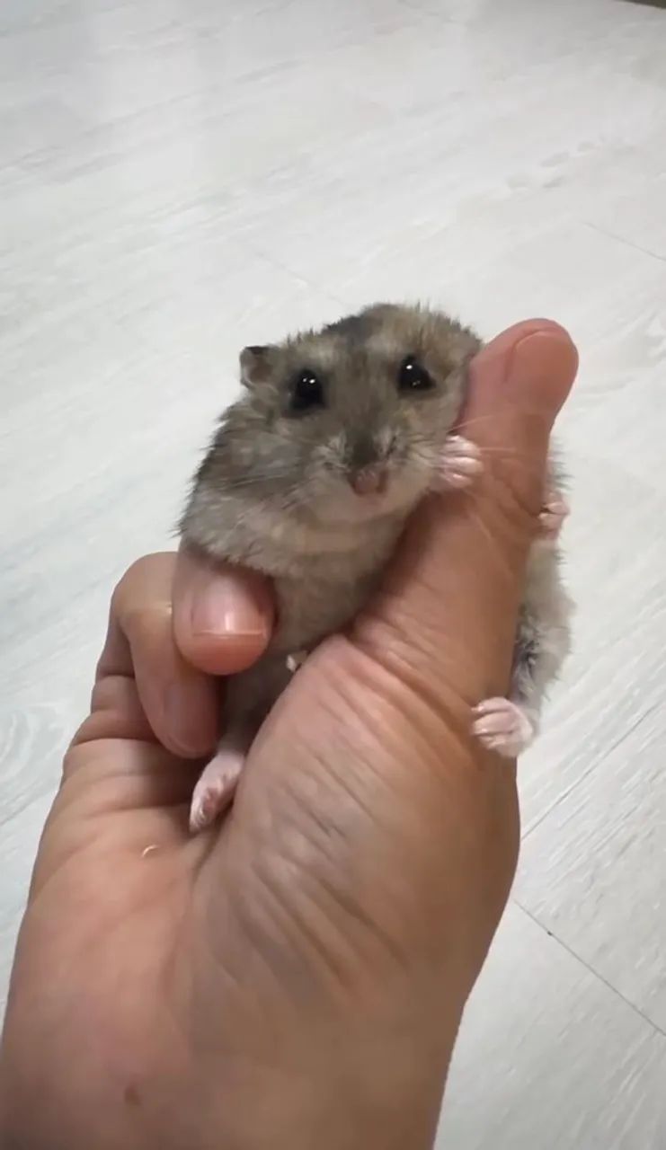 Hamster - Foto 4