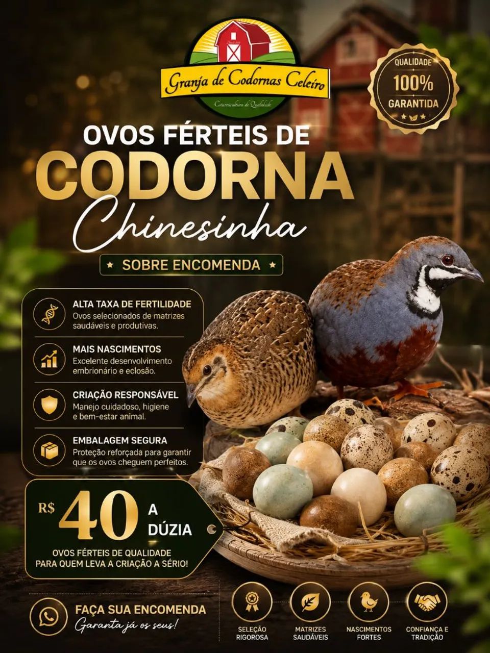CODORNA CHINESINHA 
