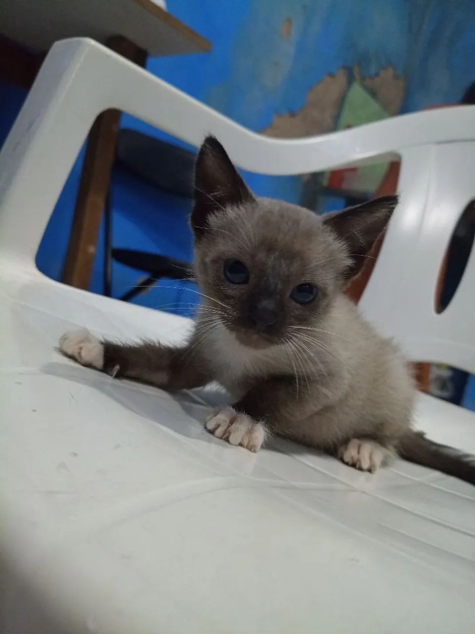 Doação Responsável  - Foto 3