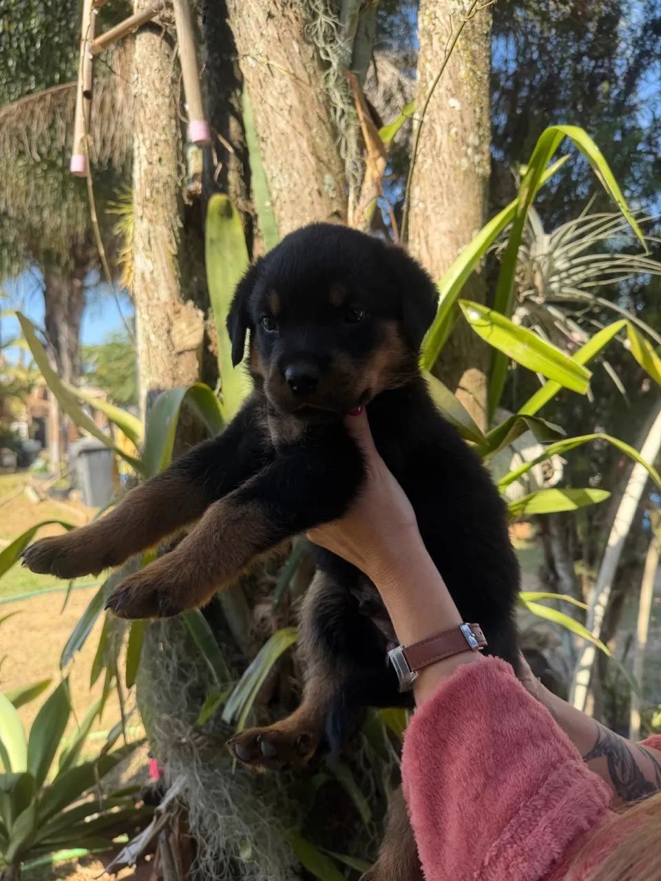 Rottweiler cabeça de touro  - Foto 2