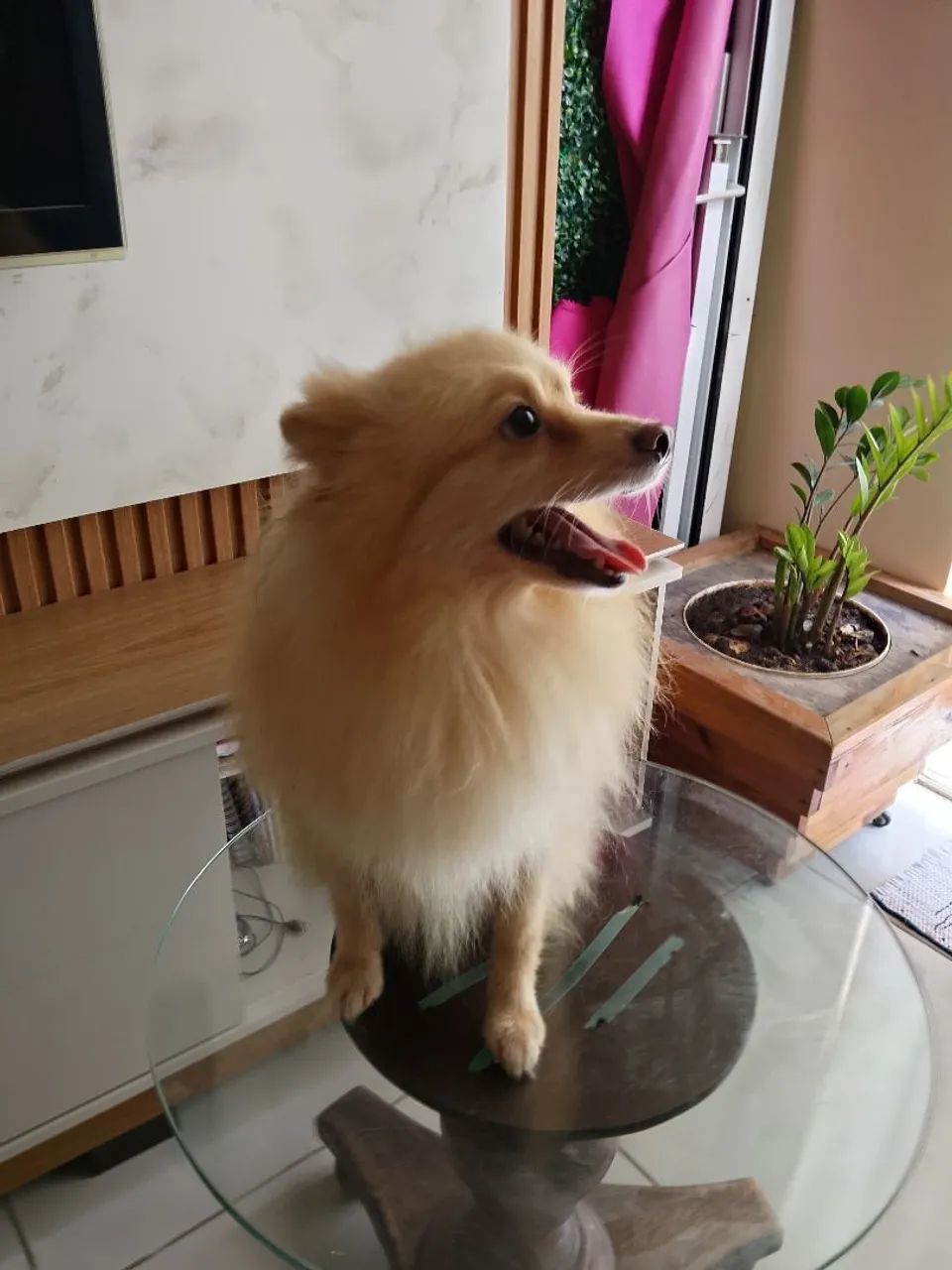 Spitz macho - Foto 3