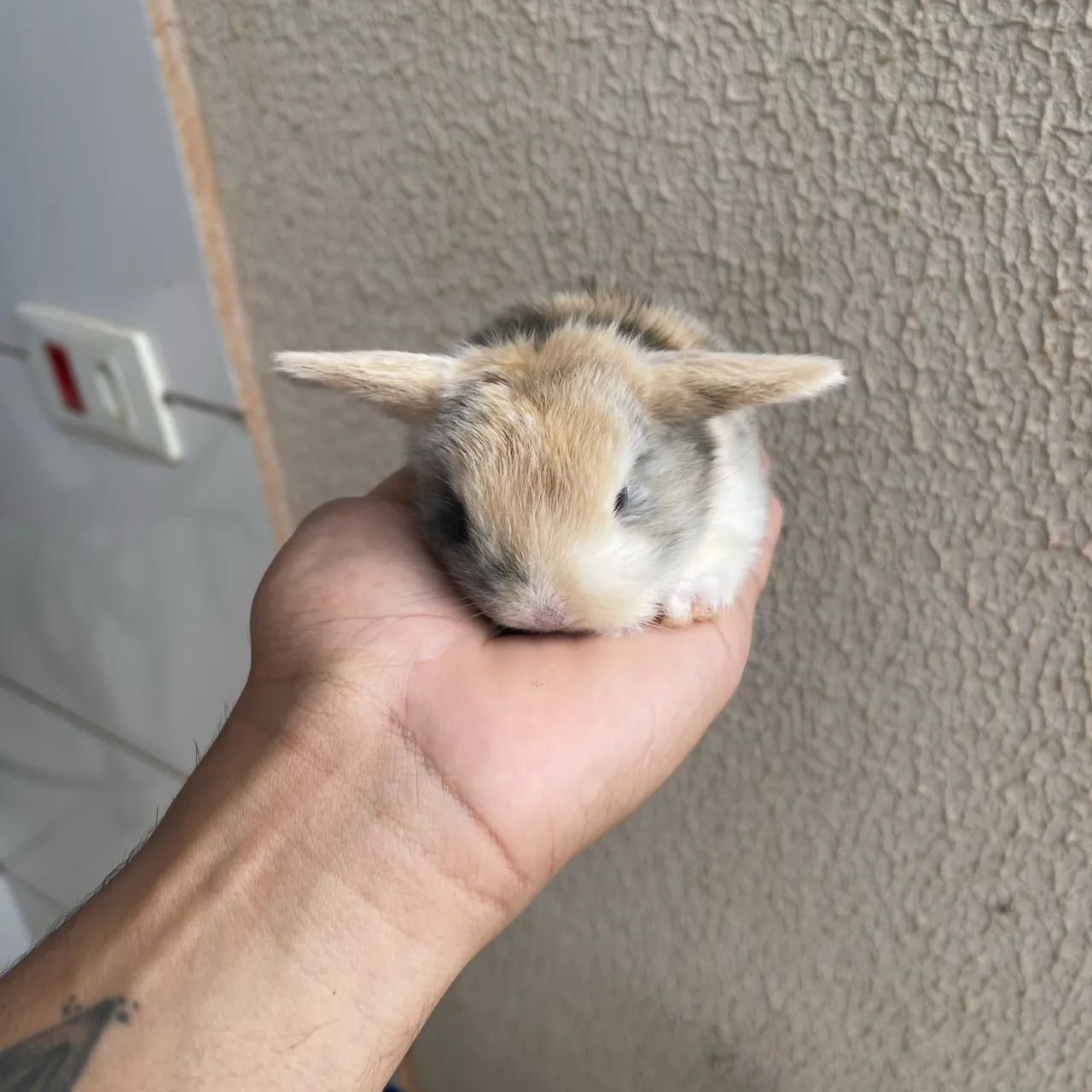 Filhotes de mini coelho (mini lop) - Foto 3