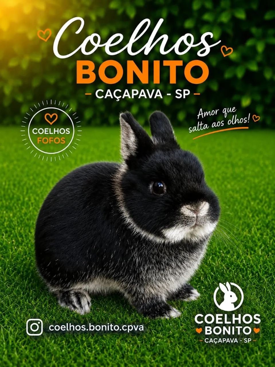 Coelho anão importado Raça netherland dwarf  - Foto 6
