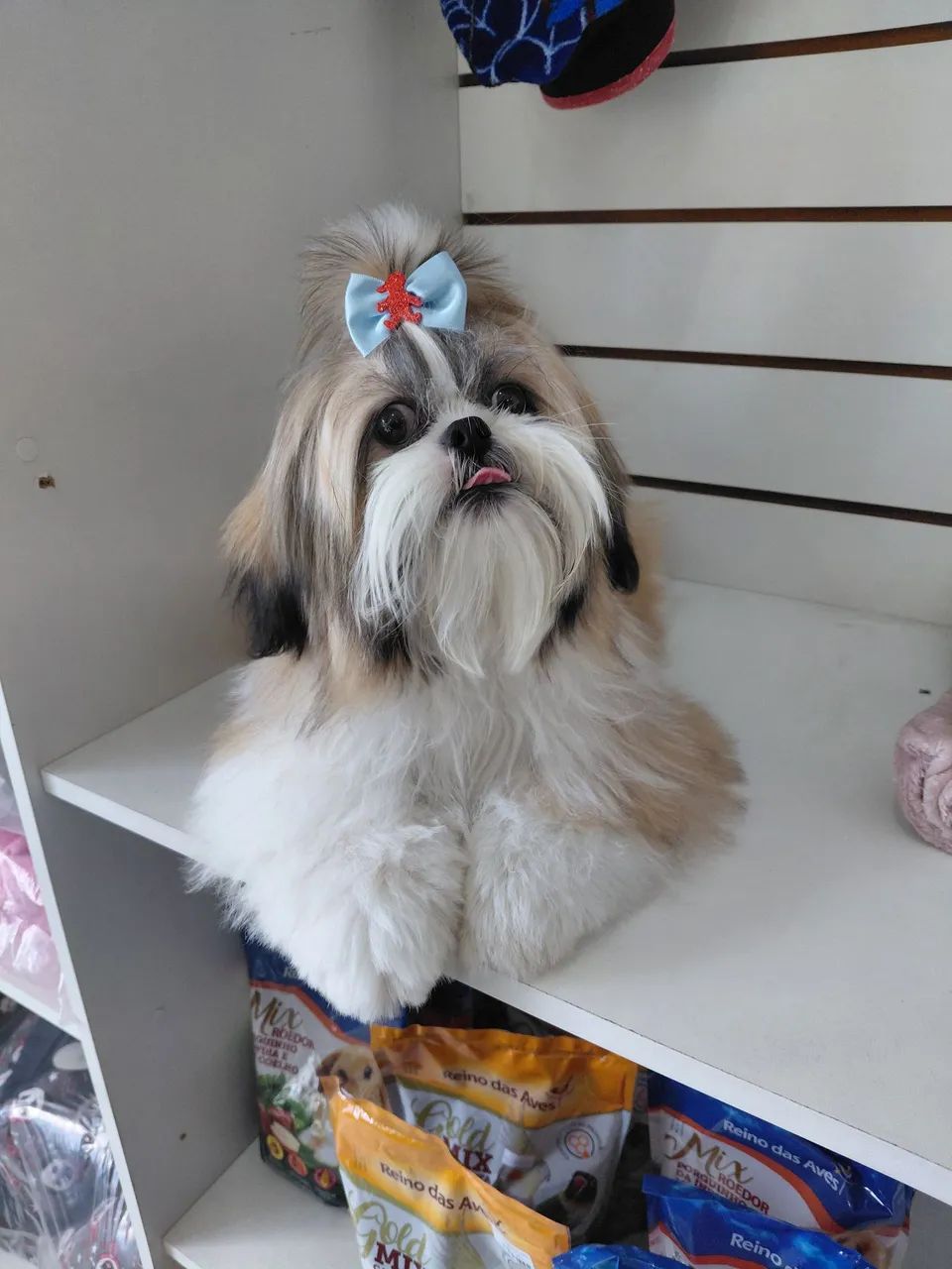 Shih tzu pra cruzar  - Foto 3